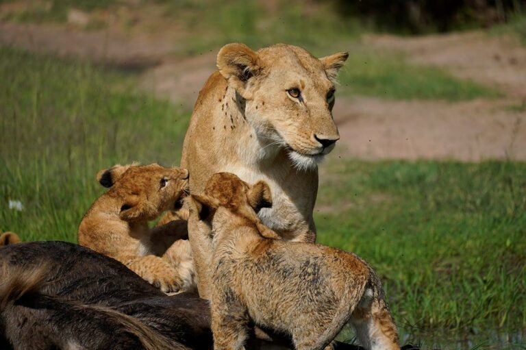 索尼 a6400 最佳超长焦变焦镜头推荐【TOP5】